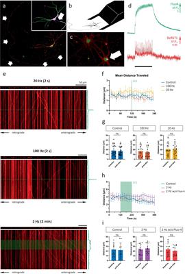 Neuronal activity inhibits mitochondrial transport only in synaptically connected segments of the axon